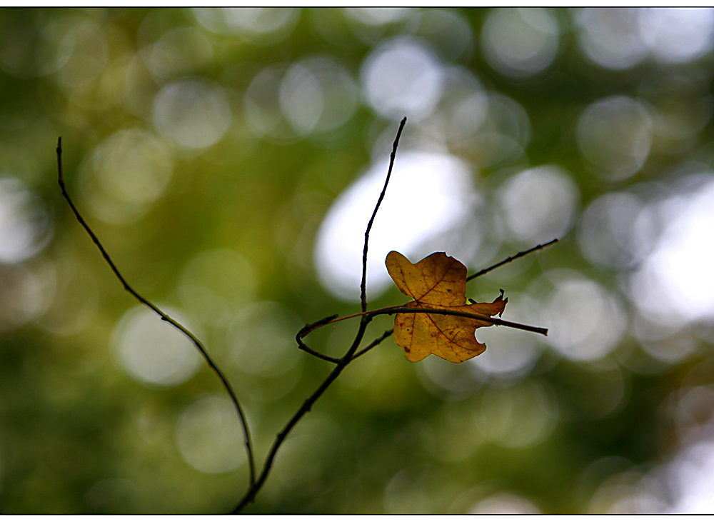 ein blatt nur..