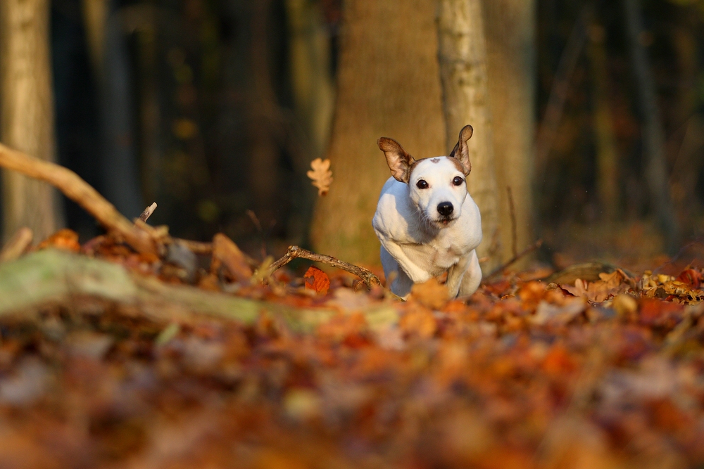 Ein Blatt nur....