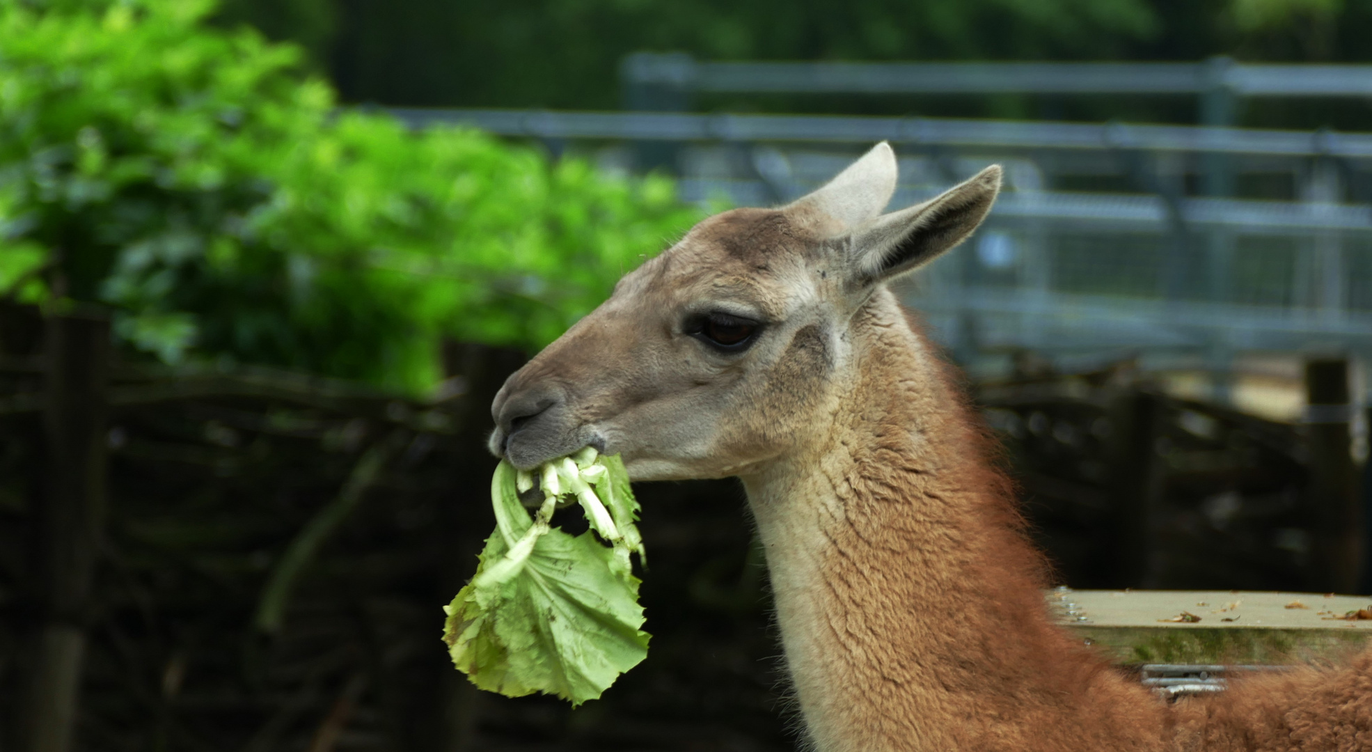 Ein Blatt Salat gegen den Hunger