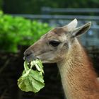 Ein Blatt Salat gegen den Hunger