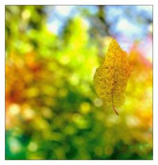 Ein Blatt träumt im Herbst