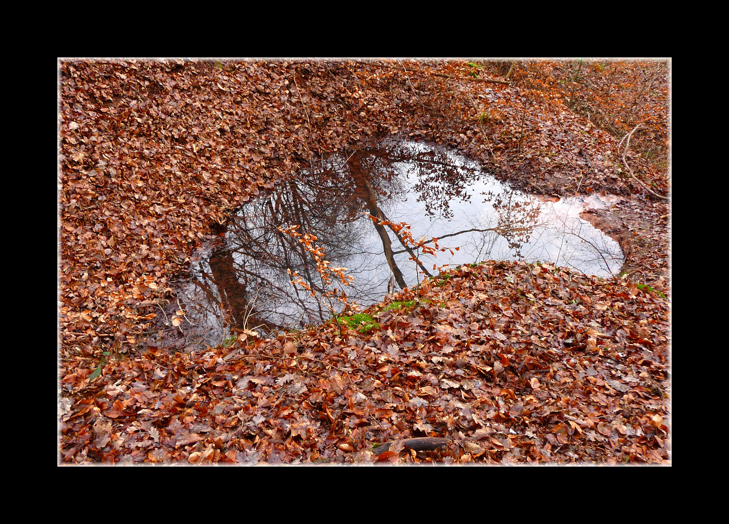 ~ Ein Blatt unter Blättern ~