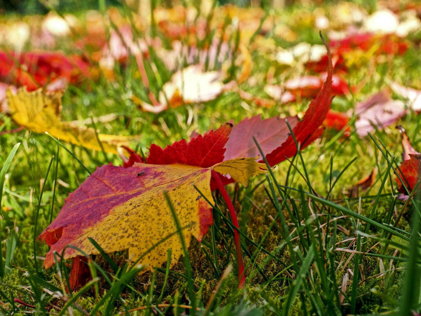 Ein Blatt unter Blättern