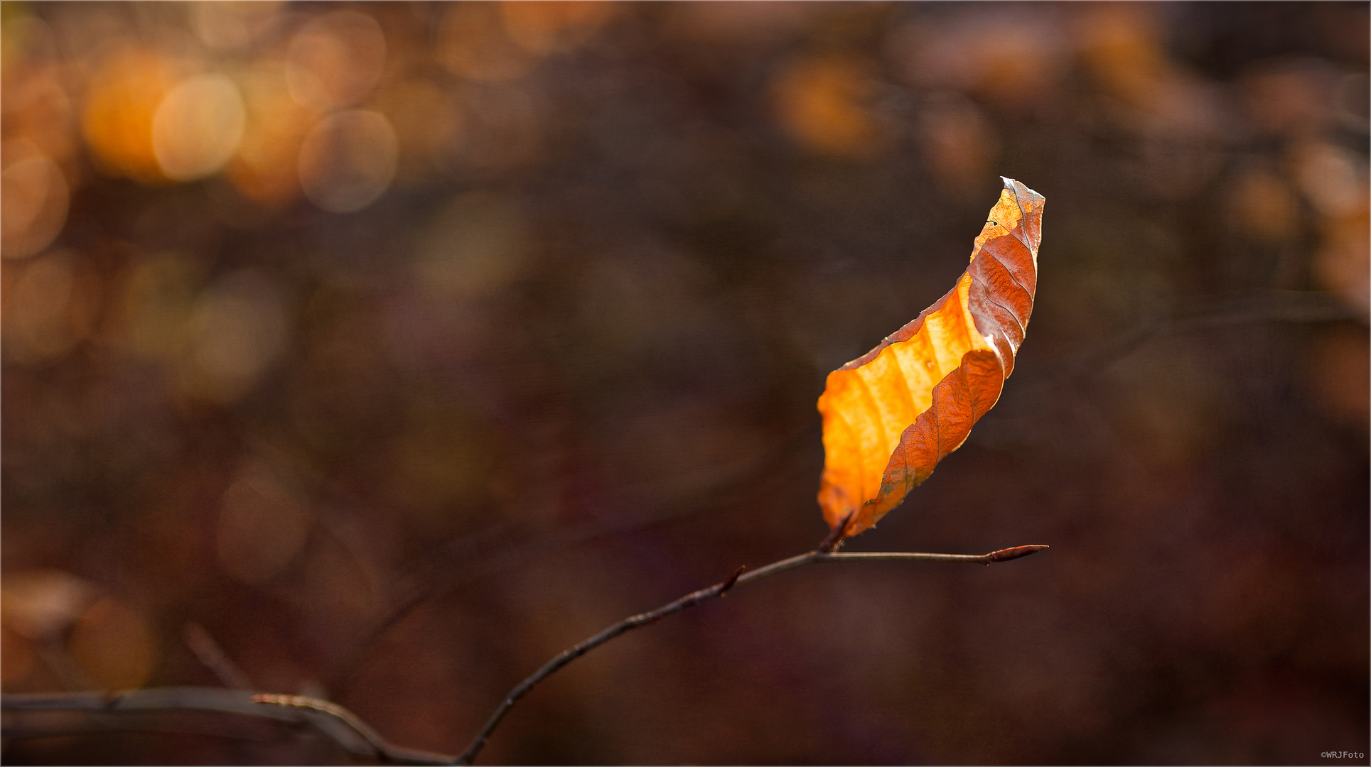 Ein Blatt voll Licht