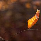 Ein Blatt voll Licht