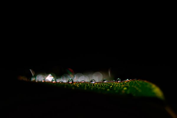 Ein Blatt voll Wasser