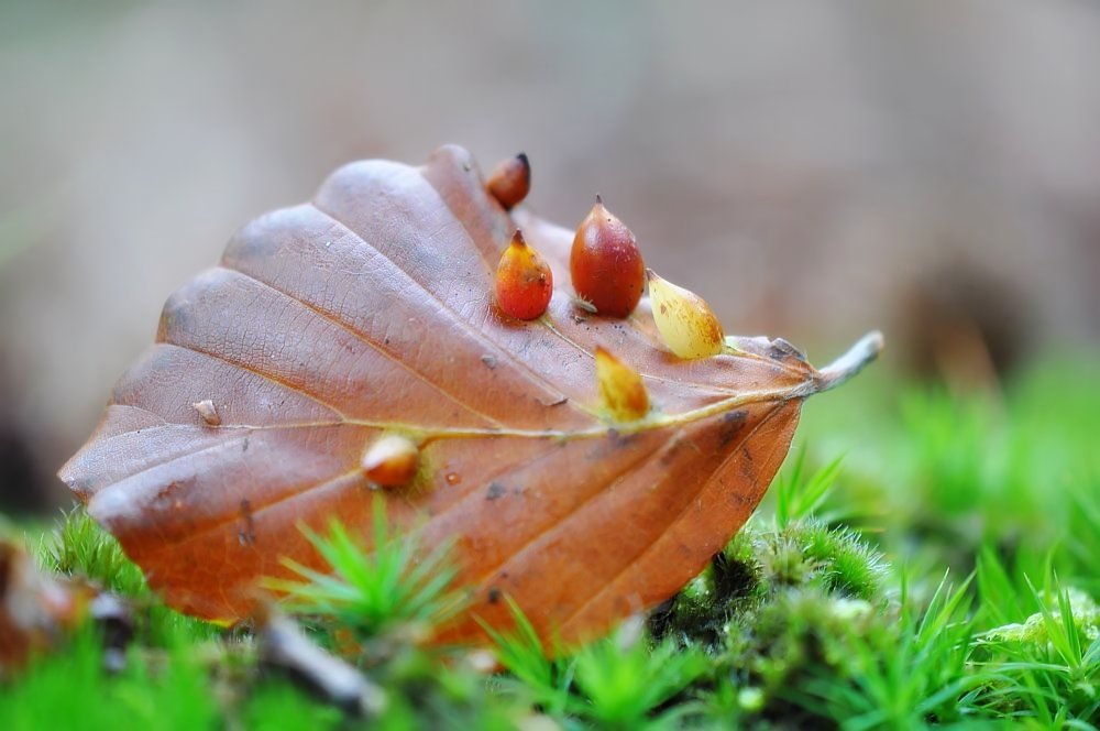 ein Blatt voller Leben