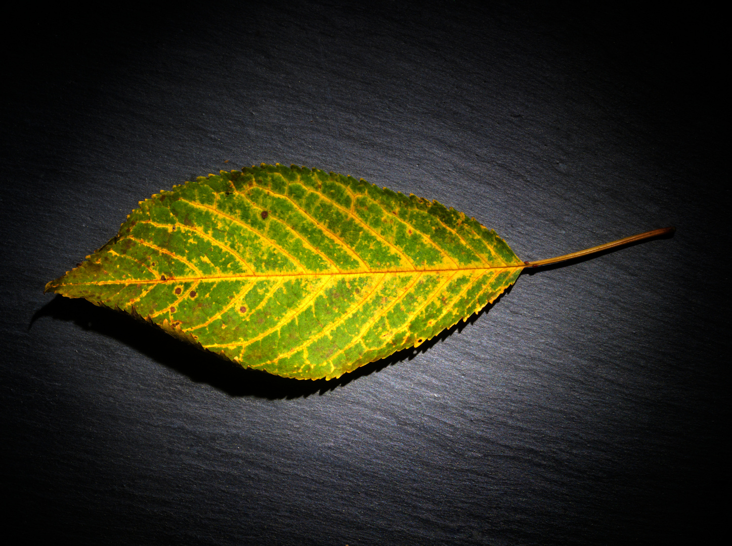 Ein Blatt vom Baum 