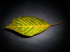 Ein Blatt vom Baum 