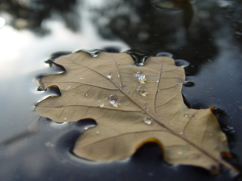 Ein Blatt vom Wasser getragen von SophieG 