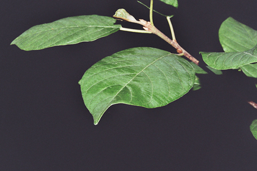 Ein Blatt von einem kleinen Baum