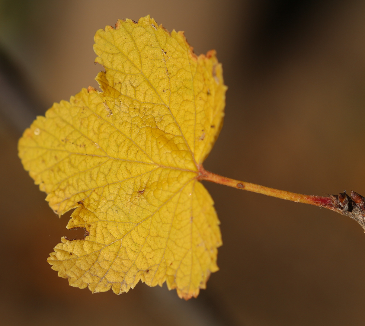 Ein Blatt von gestern