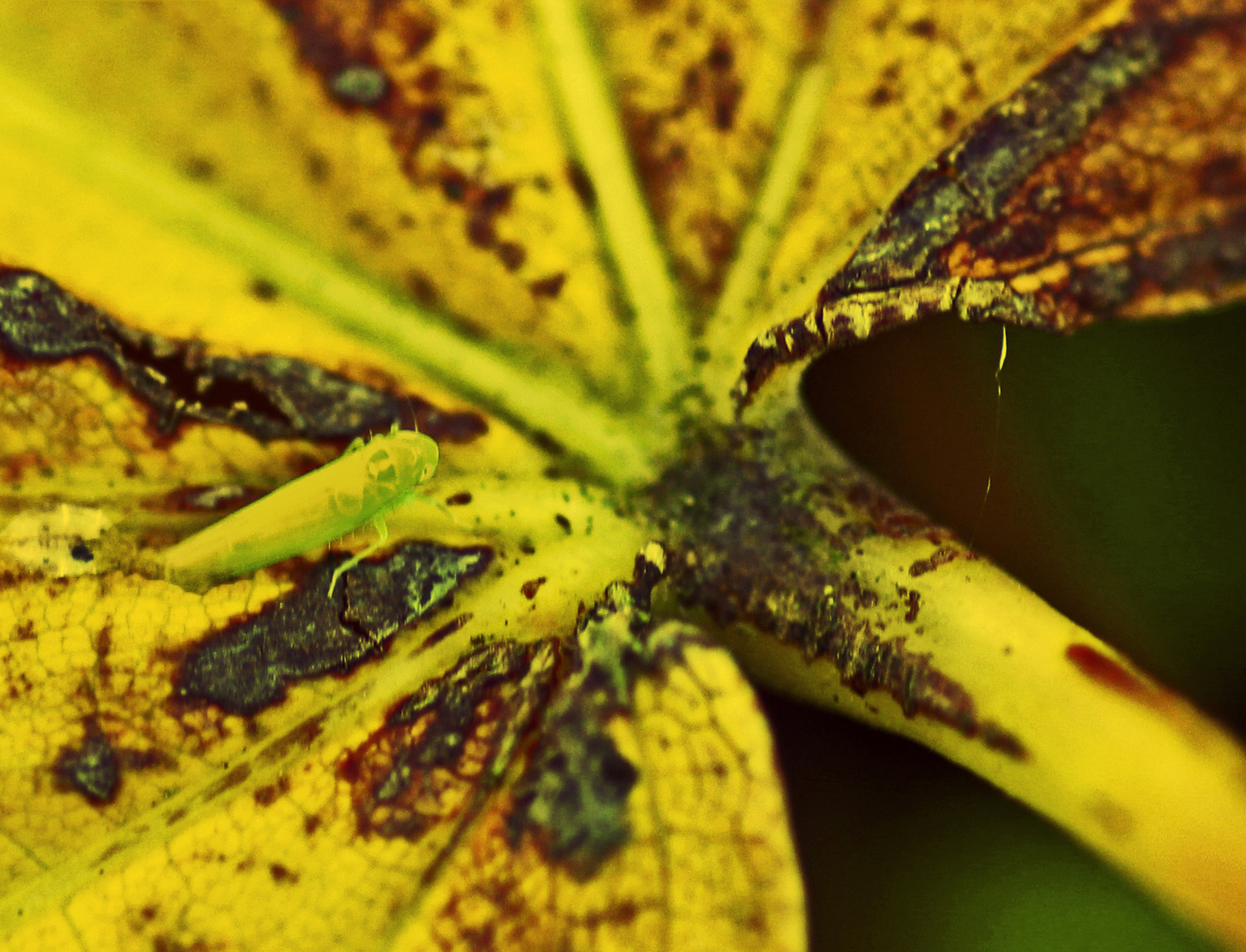 Ein Blatt von vielen