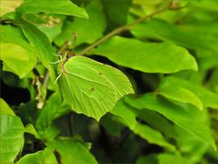 Ein Blatt von vielen