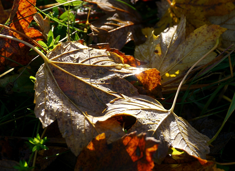 ein Blatt von vielen