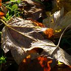 ein Blatt von vielen