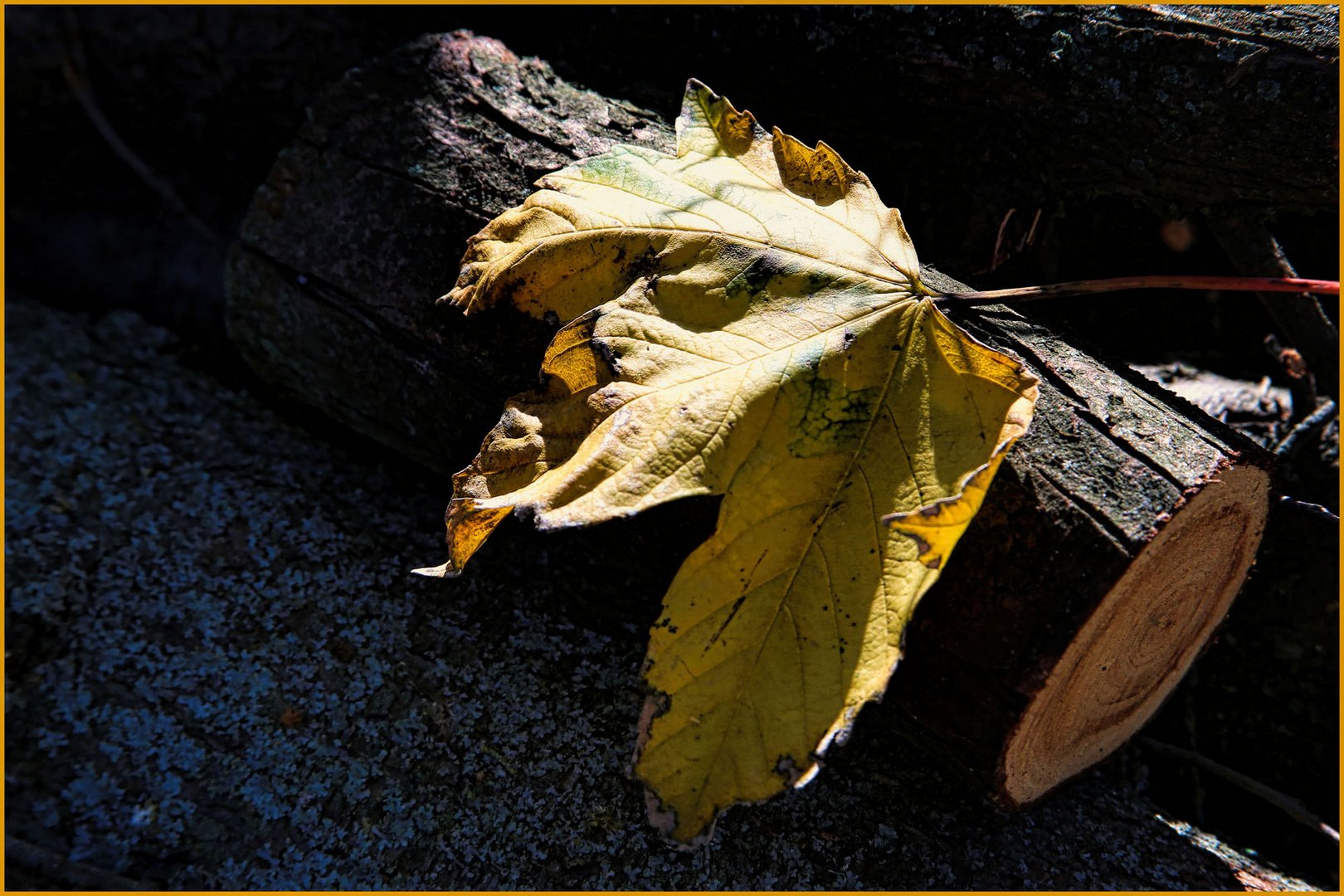 ...ein Blatt von vielen