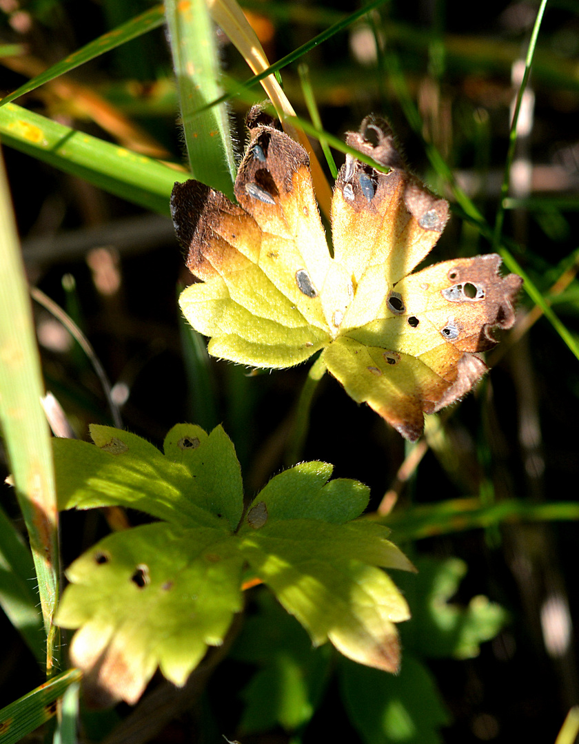 Ein Blatt wie ein Schmetterling