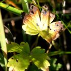 Ein Blatt wie ein Schmetterling