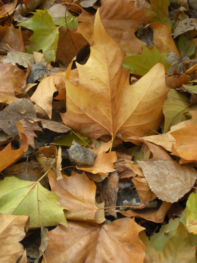 ein Blatt will hoch hinaus!