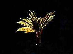 Ein Blatt wird geboren