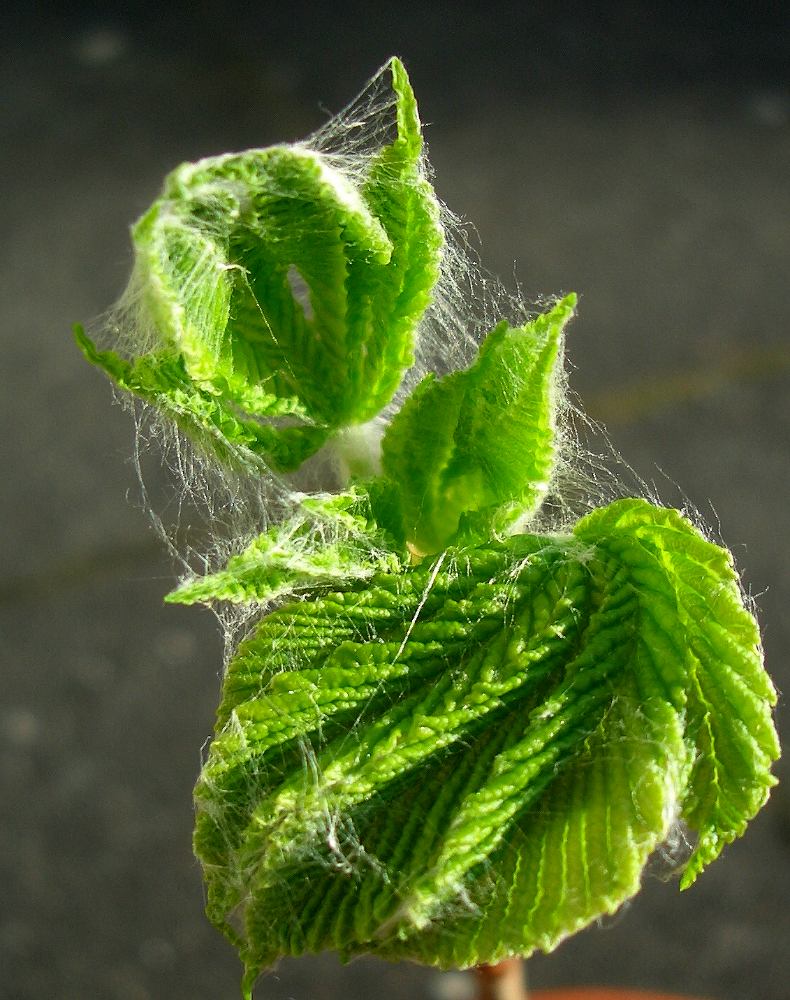 Ein Blatt wird geboren