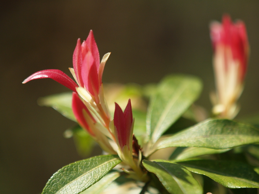 Ein Blatt wird geboren