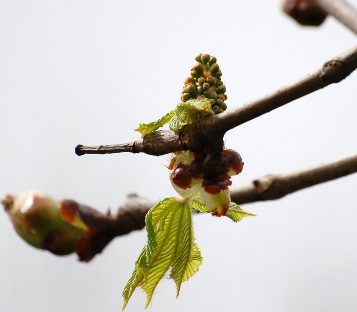 Ein Blatt wird geboren