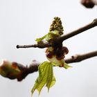 Ein Blatt wird geboren