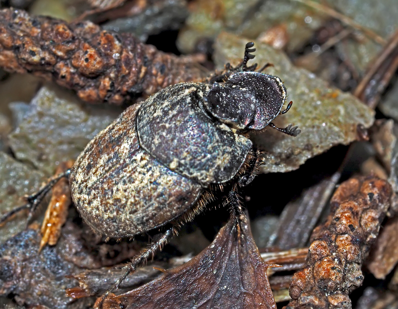 Ein Blatthornkäfer (Onthophagus nuchicornis), nicht ganz von dieser Welt! * -  Un "extraterrestre"!