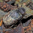 Ein Blatthornkäfer (Onthophagus nuchicornis), nicht ganz von dieser Welt! * -  Un "extraterrestre"!