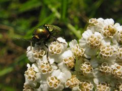 Ein Blattkäfer der Gattung Cryptocephalus (Fam.Chrysomelidae), ein Juwel aus Ungarn, auf Schafgarbe