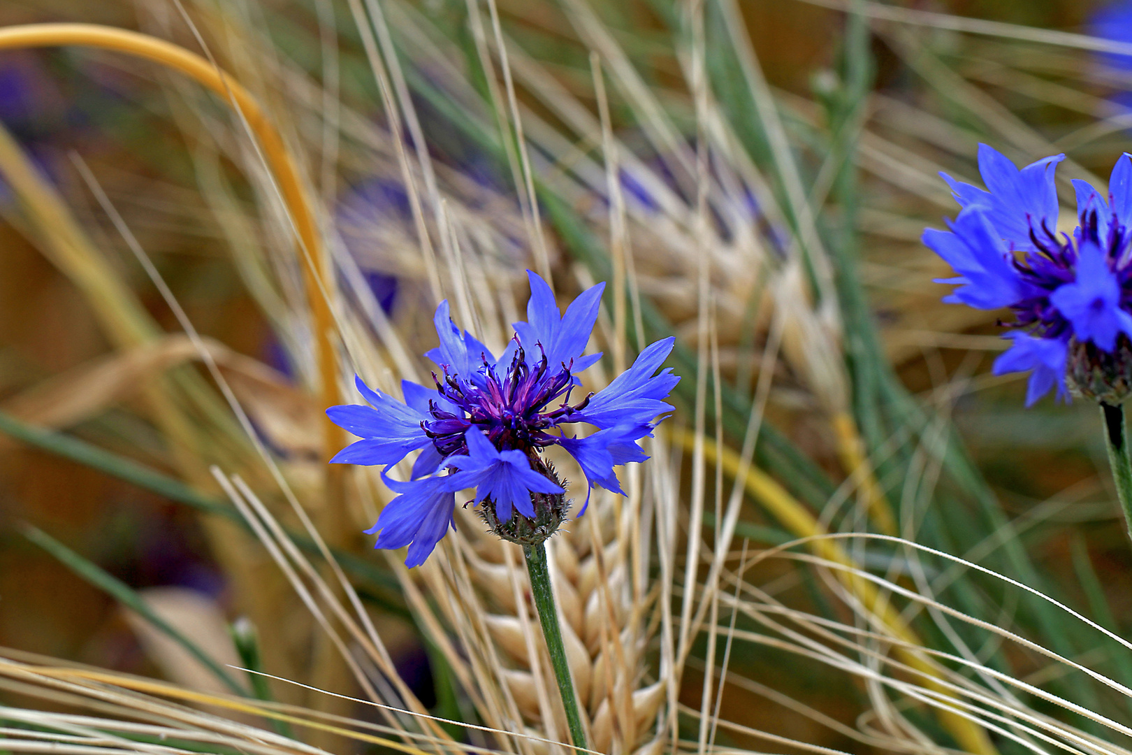 Ein Blau im Kornfeld !