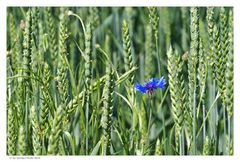 Ein Blau im Kornfeld