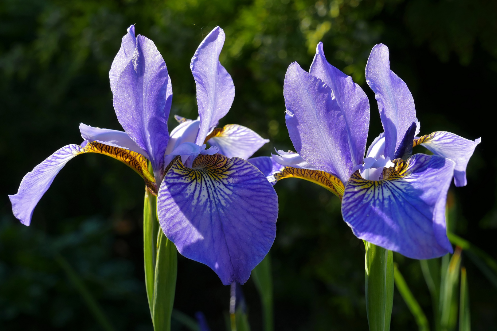 Ein Blau und eine Seele