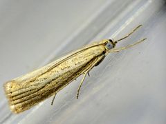 Ein blauäugiger Zünsler - vielleicht Agriphila tersellus?