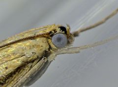 Ein blauäugiger Zünsler - vielleicht Agriphila tersellus?