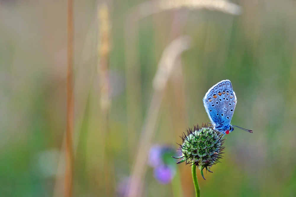 ein "Blauer"