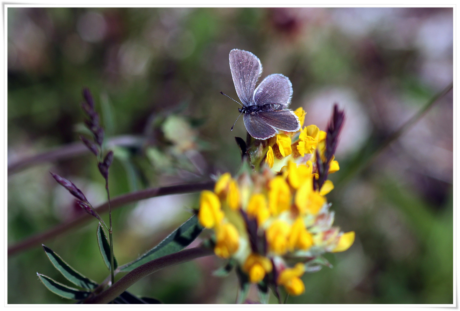 ein Blauer