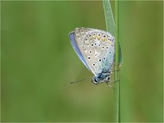  Ein Blauer...