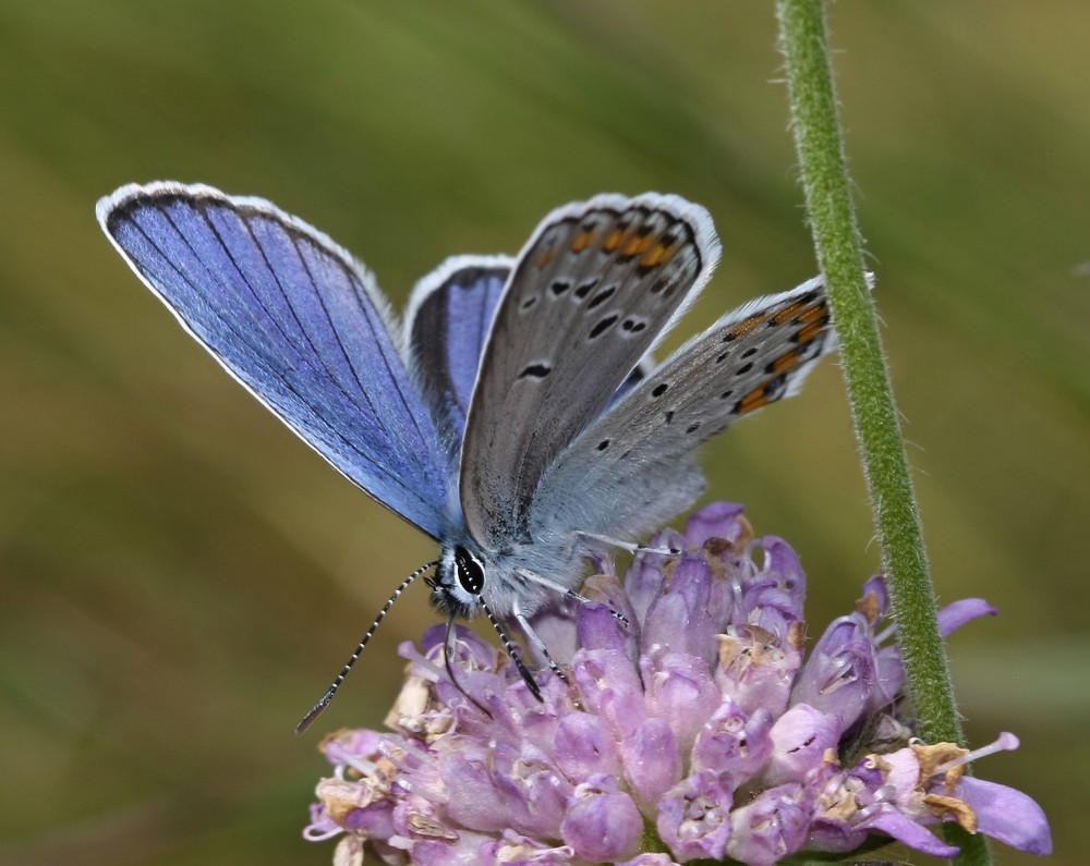 ein Blauer