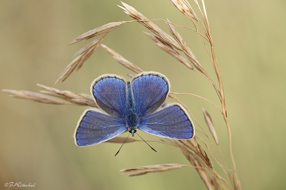 Ein Blauer ...