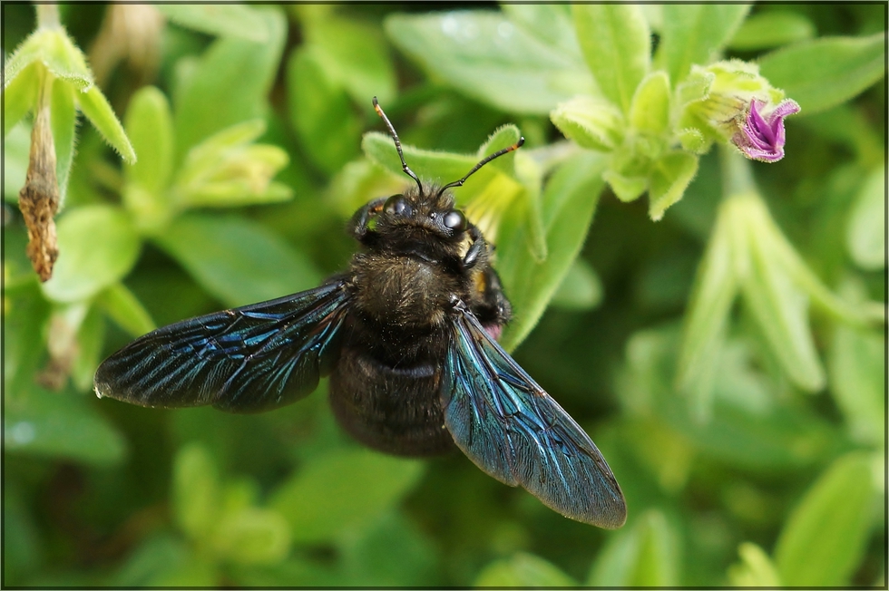 Ein blauer Brummer