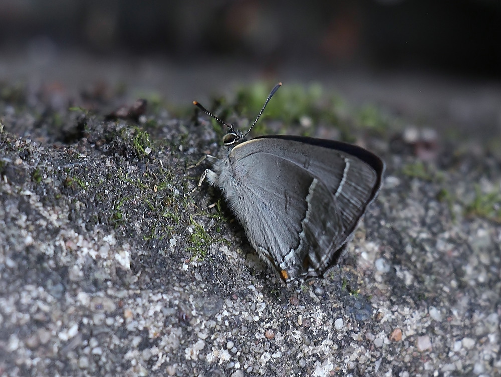 Ein Blauer Eichen-Zipfelfalter