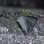 Ein Blauer Eichen-Zipfelfalter