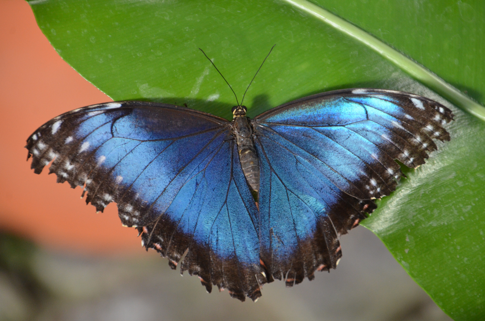 Ein blauer Falter