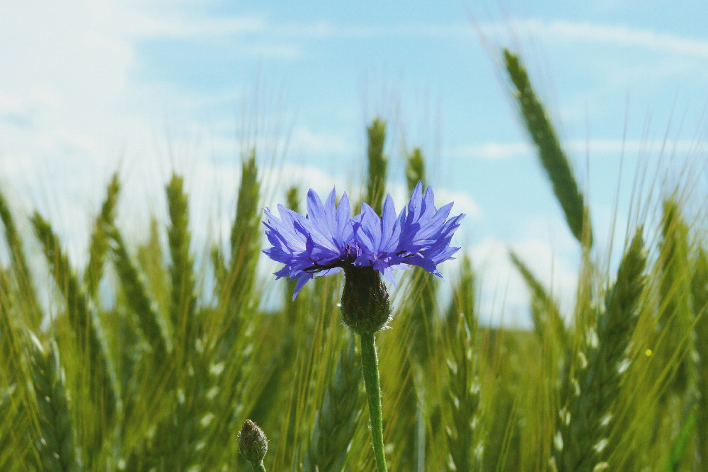 Ein blauer Farbklecks