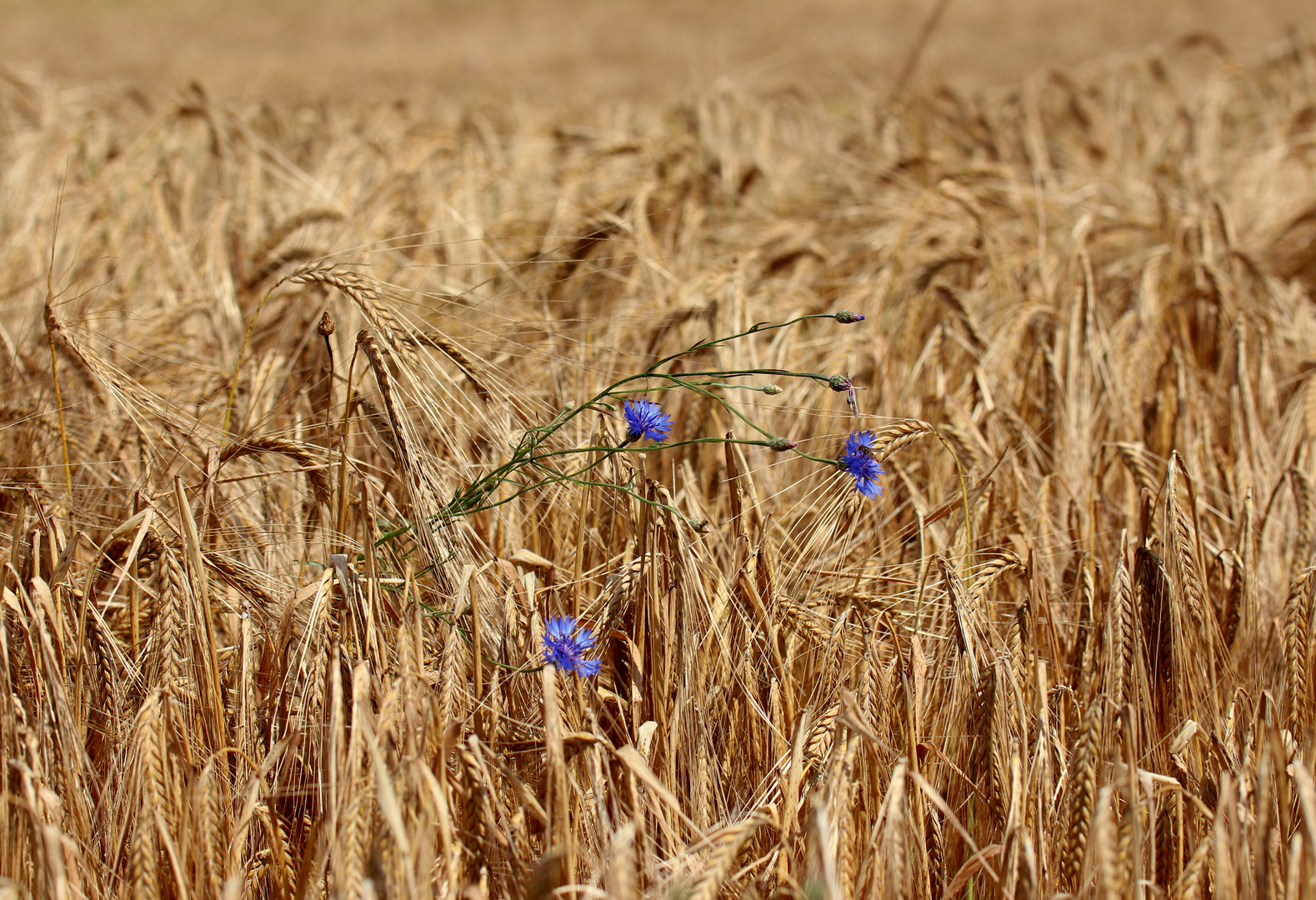 Ein blauer Farbklecks...