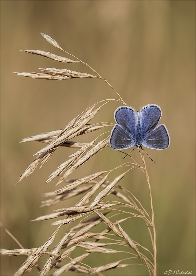 Ein Blauer