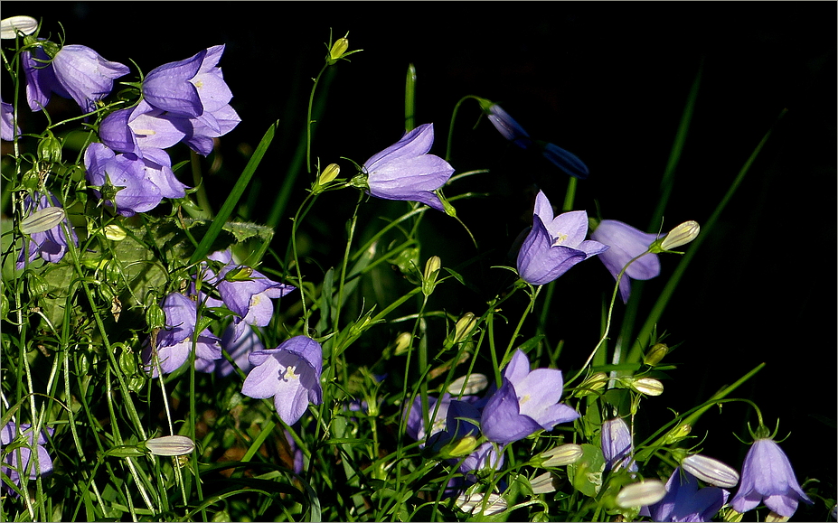 Ein blauer Fleck